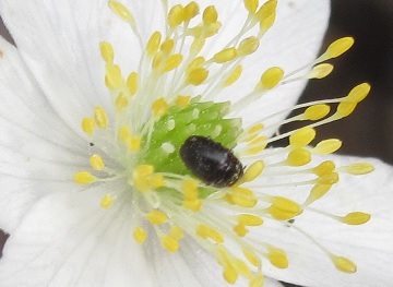 Meligethes sp. (Nitidulidae)? in accoppiamento